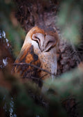 Barn Owl Cozy Print